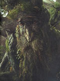 Treebeard